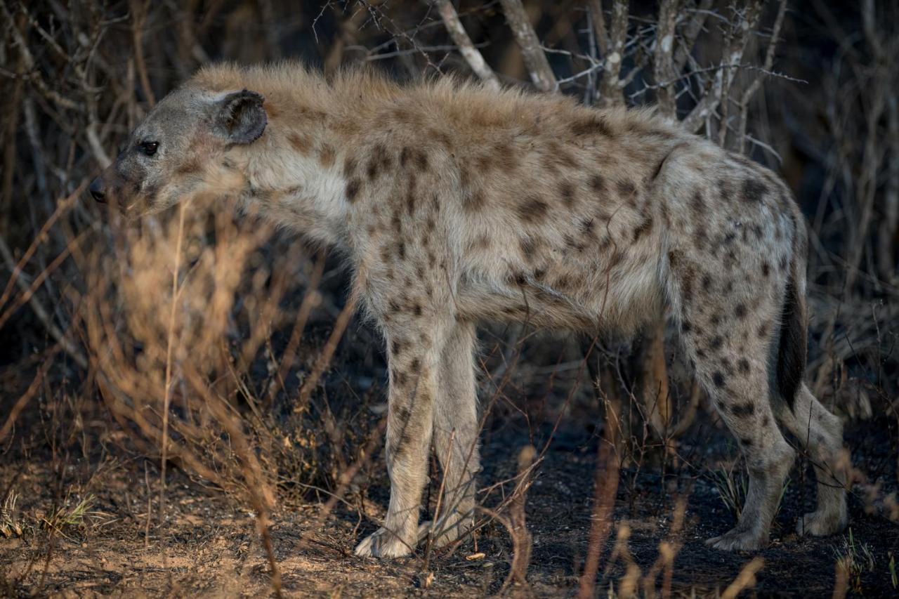 Nkuhlu Tented Camp Skukuza Bagian luar foto