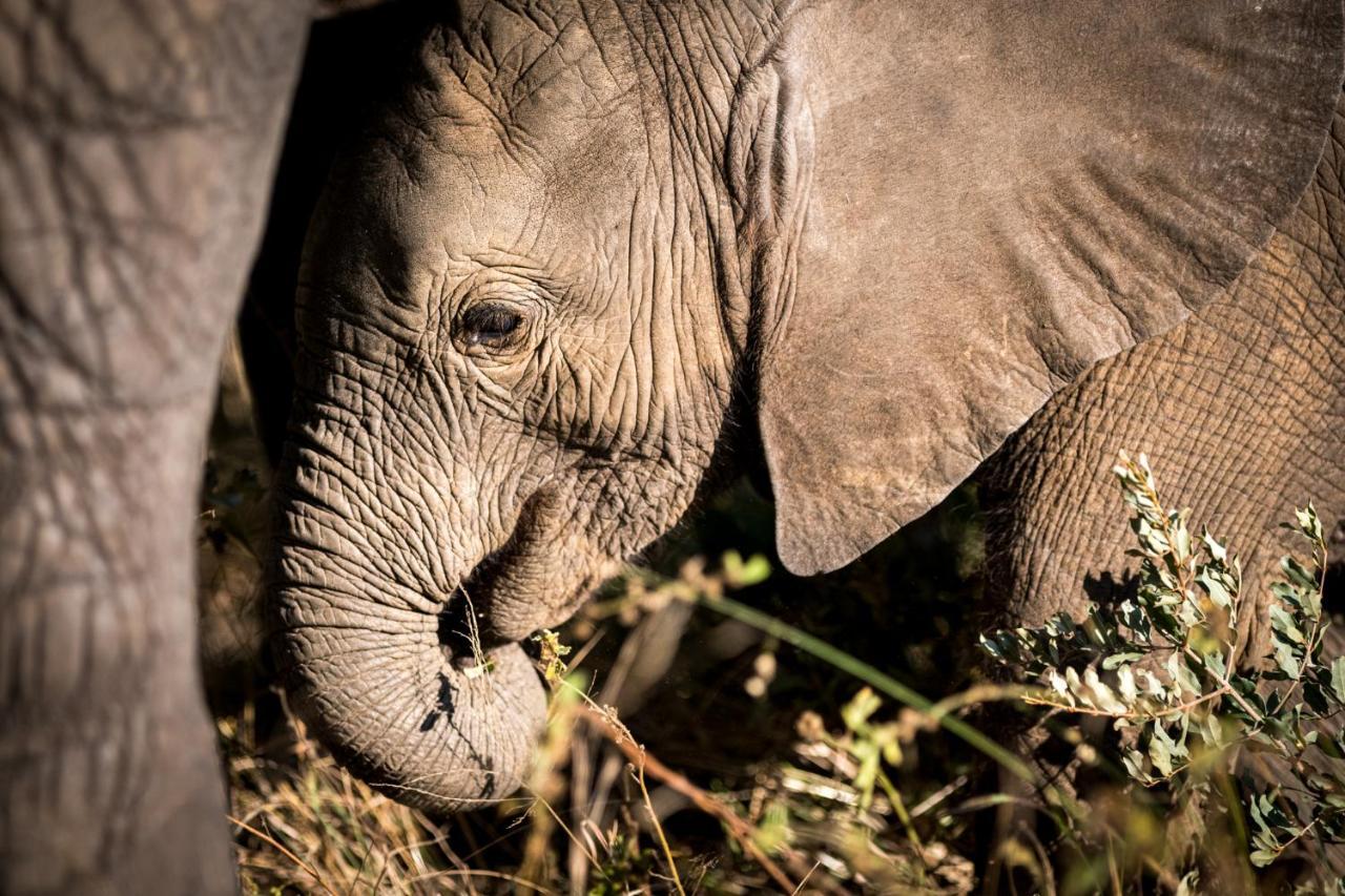 Nkuhlu Tented Camp Skukuza Bagian luar foto