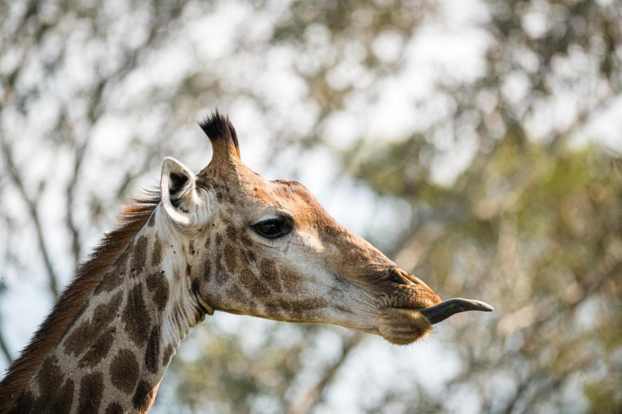 Nkuhlu Tented Camp Skukuza Bagian luar foto