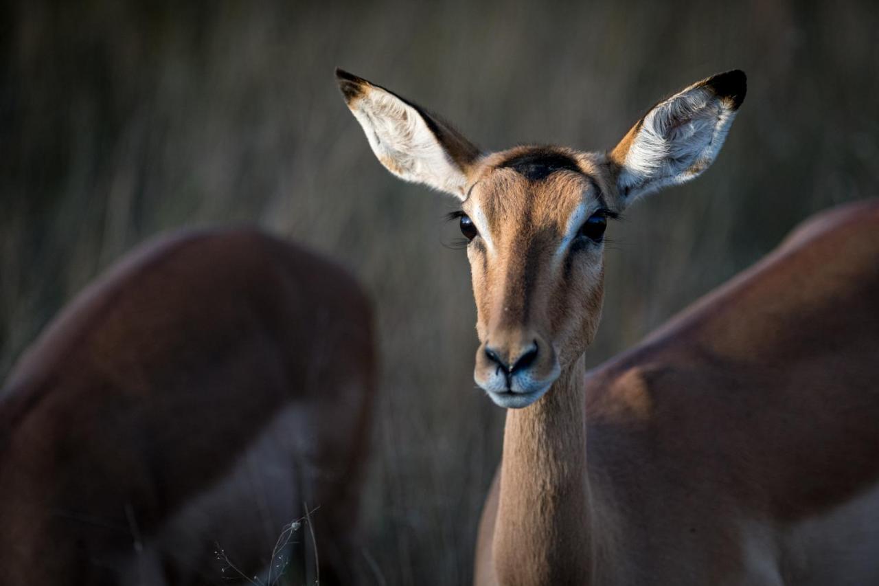 Nkuhlu Tented Camp Skukuza Bagian luar foto