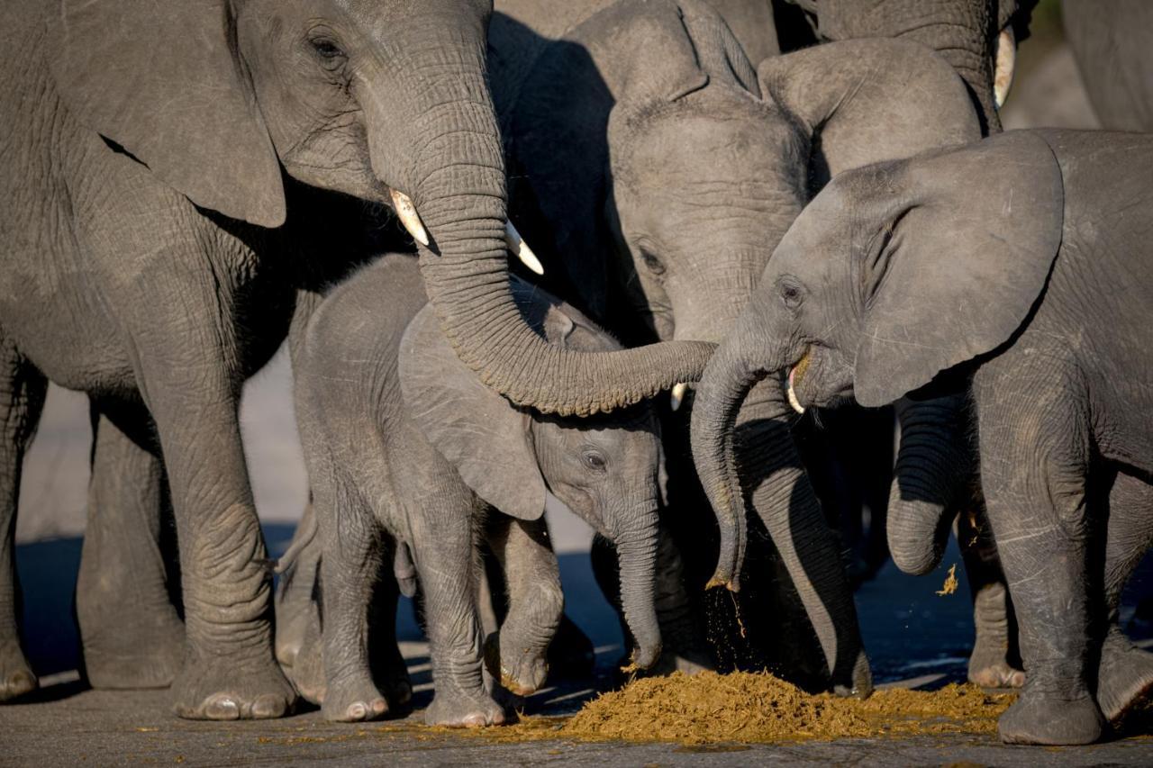 Nkuhlu Tented Camp Skukuza Bagian luar foto