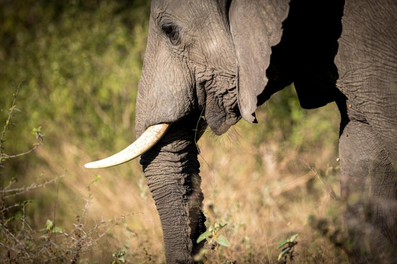 Nkuhlu Tented Camp Skukuza Bagian luar foto