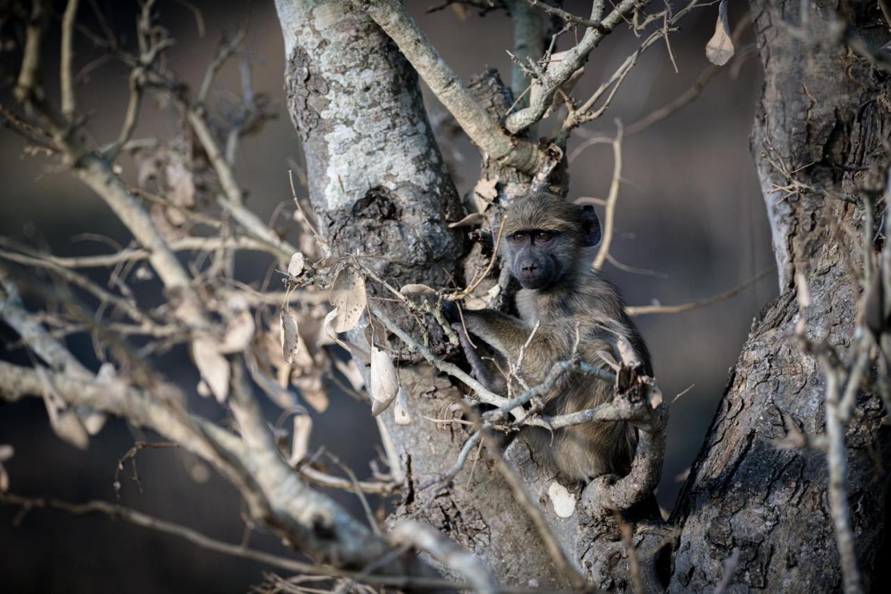 Nkuhlu Tented Camp Skukuza Bagian luar foto