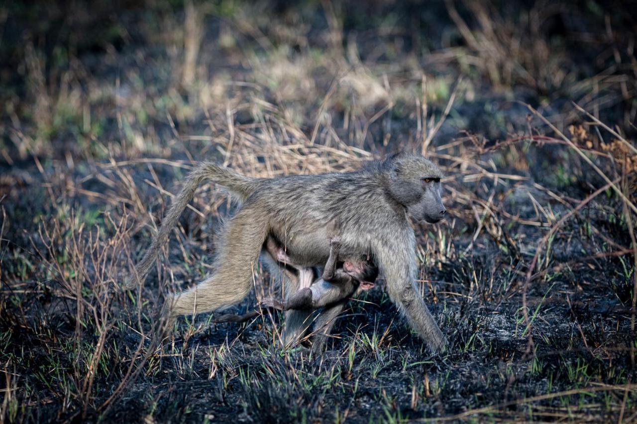 Nkuhlu Tented Camp Skukuza Bagian luar foto