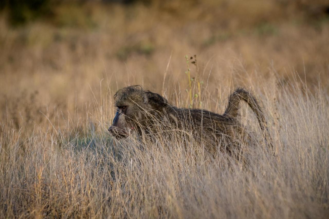 Nkuhlu Tented Camp Skukuza Bagian luar foto