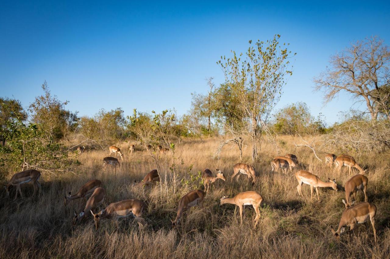 Nkuhlu Tented Camp Skukuza Bagian luar foto